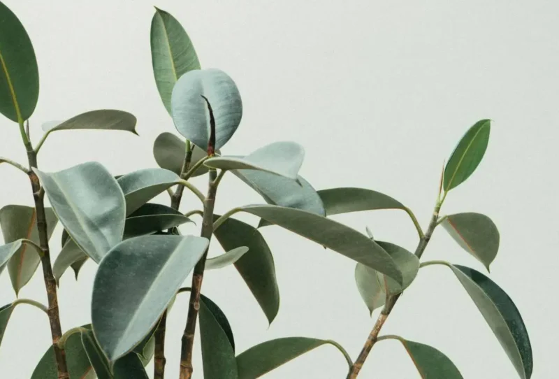 scott-webb-oRWRlTgBrPo-unsplash (1)