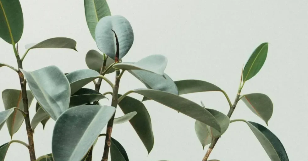 scott-webb-oRWRlTgBrPo-unsplash (1)